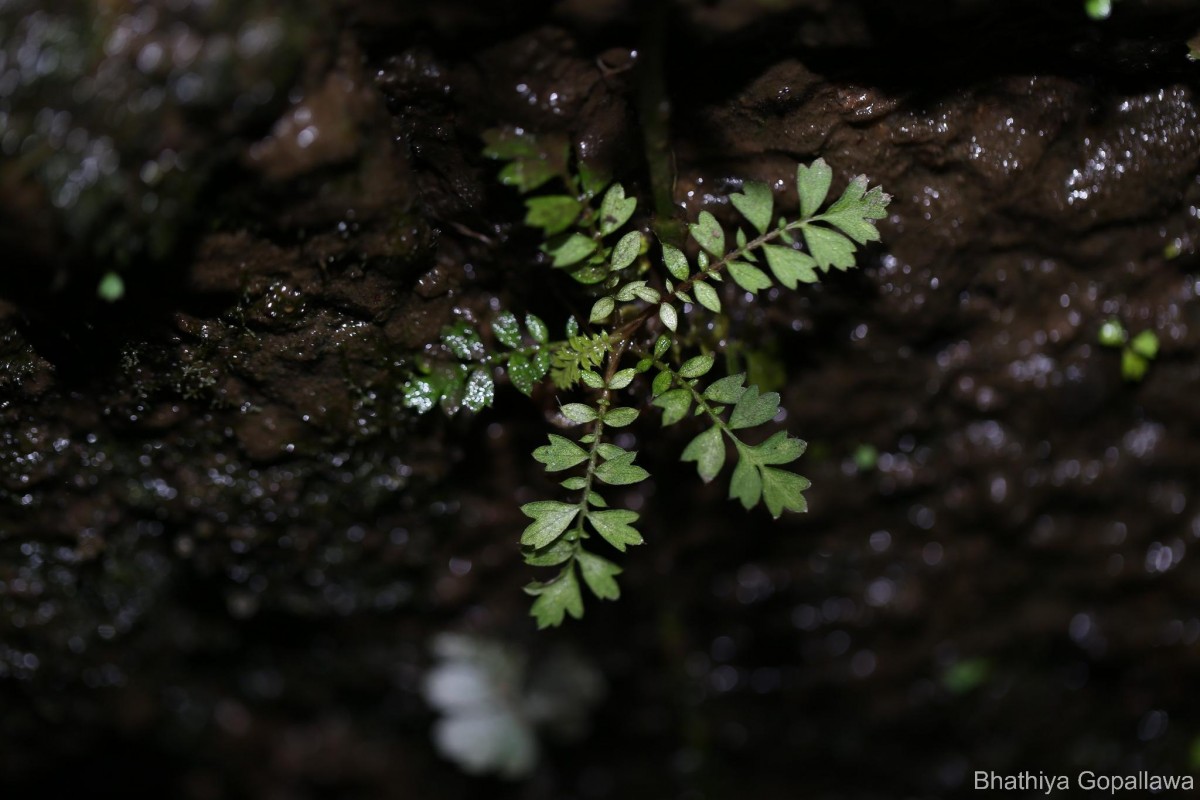 Acrotrema dissectum Thwaites